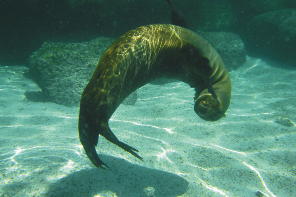 Playful Sea Lion in the Galapagos. Cruisescapes.ie