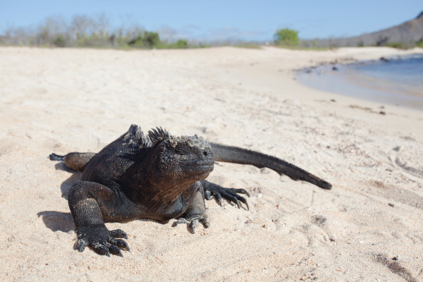 Marine Iguana sunning itself on the beach in the Galapagos. Cruisescapes.ie